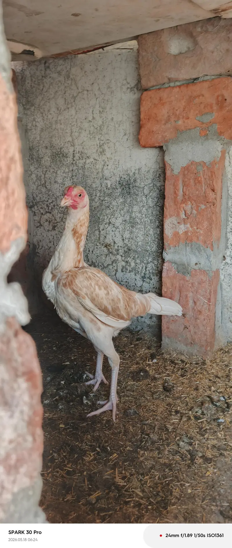 hen white — photo 4
