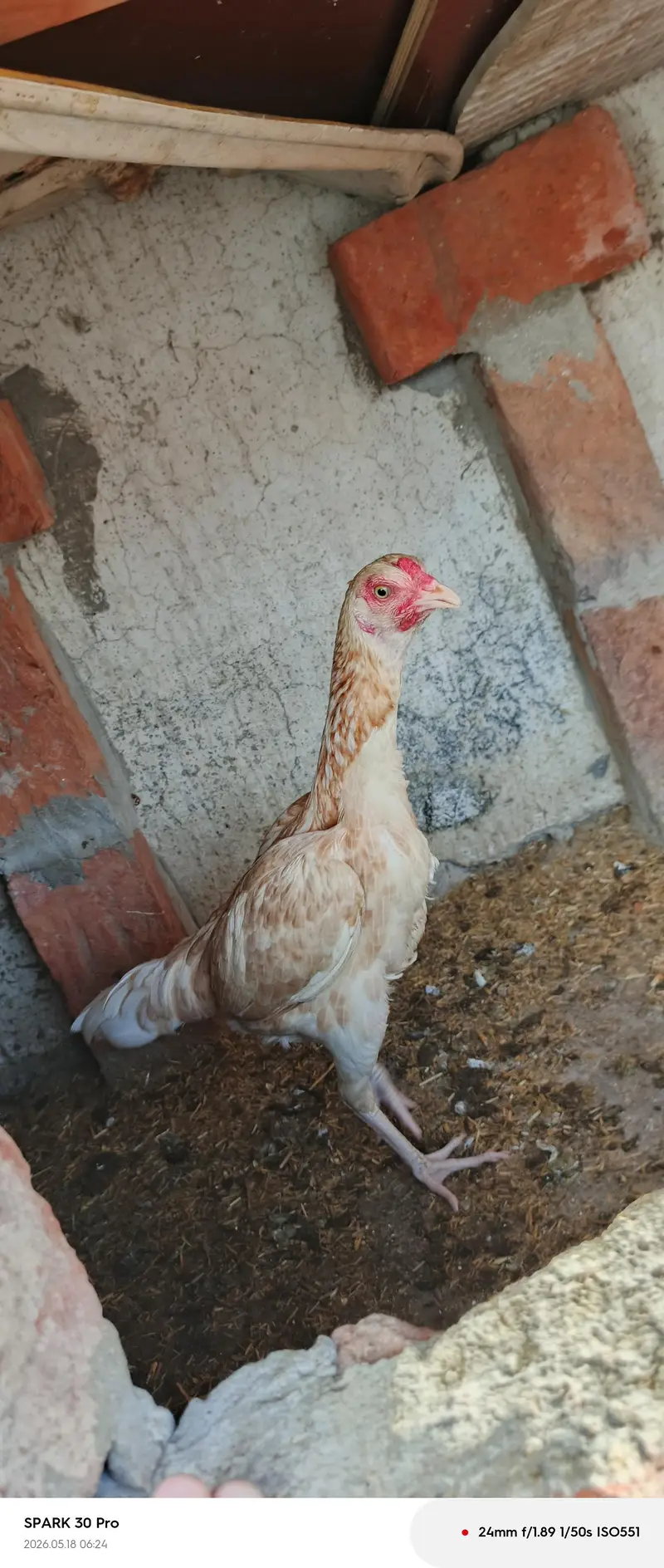hen white — photo 5