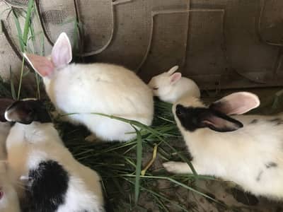Rabbit