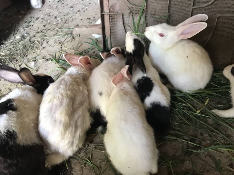 Rabbit 1