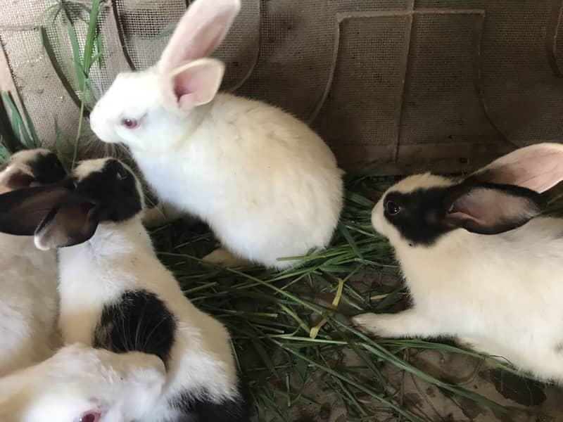 Rabbit 2