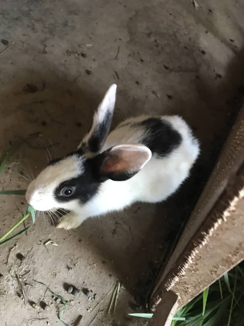 Rabbit 3