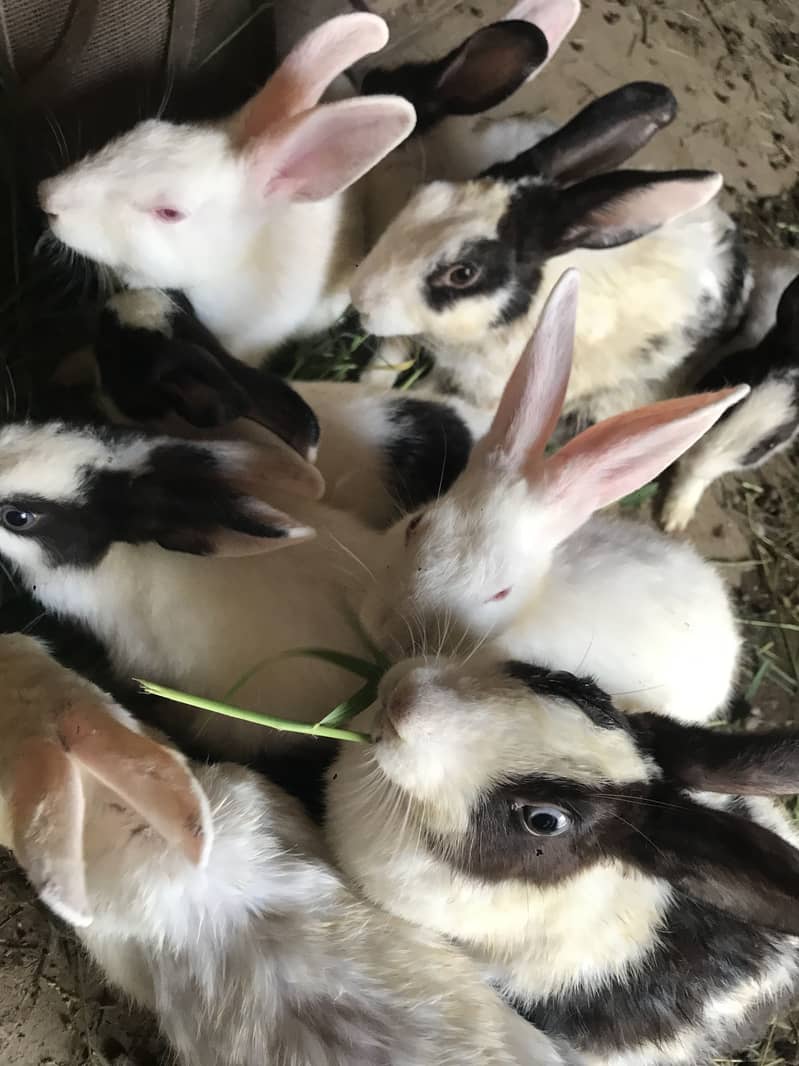 Rabbit 4