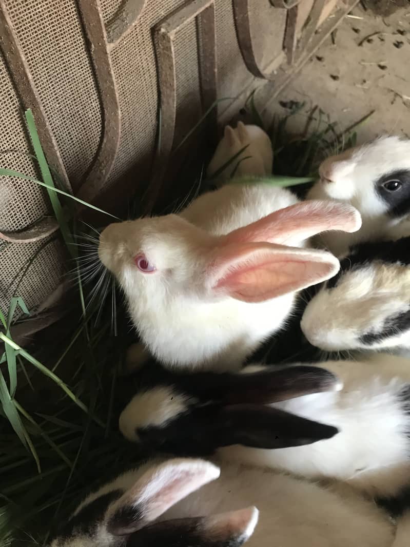 Rabbit 5