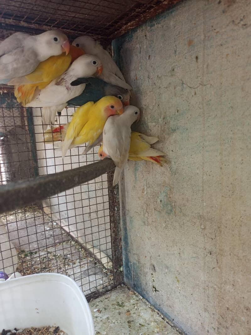 Java split and love Bird 12