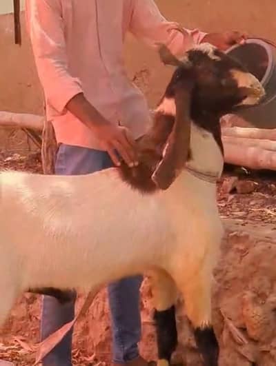 Bakra 2 daant