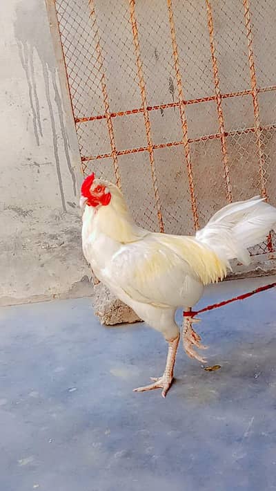 good pair aseel Heera with 4 eggs