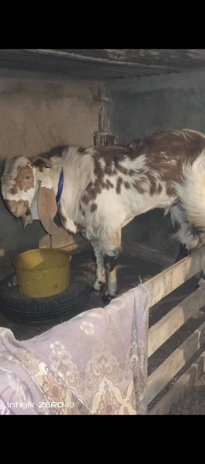 4 SALE andoo bakra