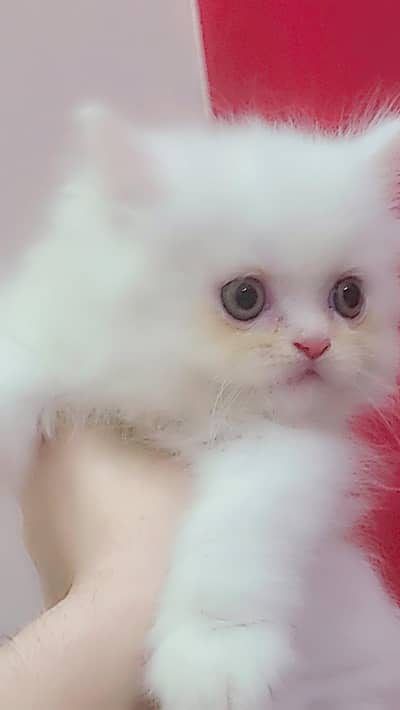 persian Kitten / Pure punch Face Kitten