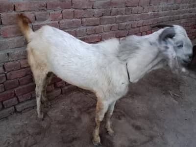 2dant Bakra for Qurbani 03048839342