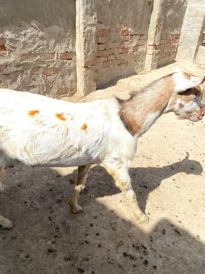 2 dant  bakry || sheep cutting