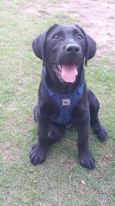 labrador puppy male for sale 100% pure