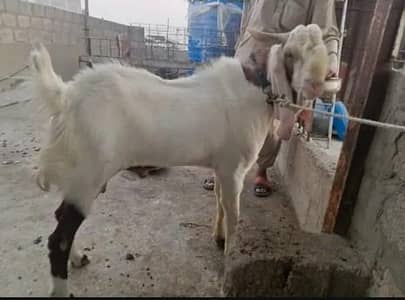 Bakra qurbani ke liye for sale,,,,/O/323///2036///890////