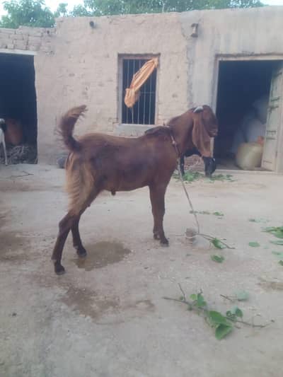 Bakra. e. Qurban