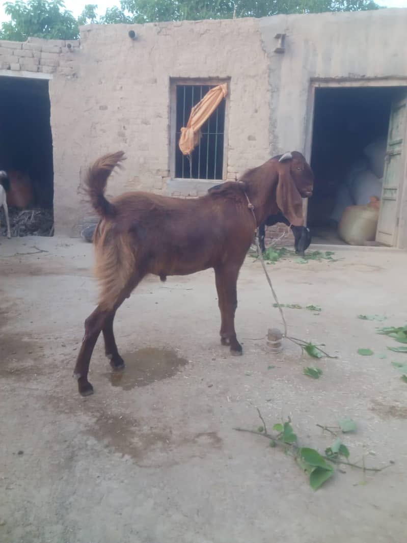 Bakra. e. Qurban 0