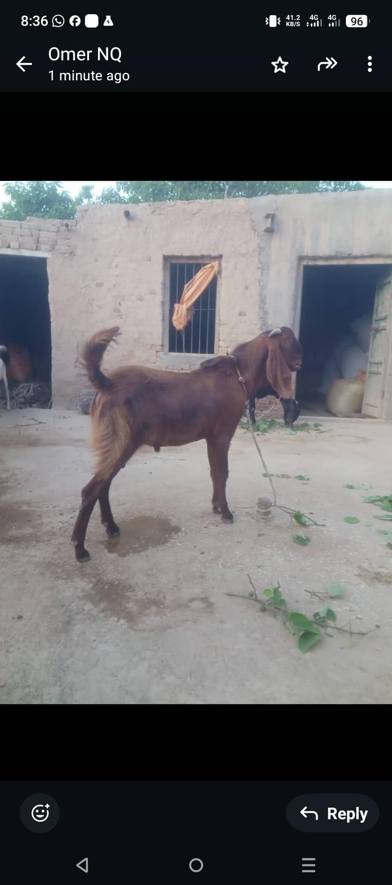 Bakra. e. Qurban 1