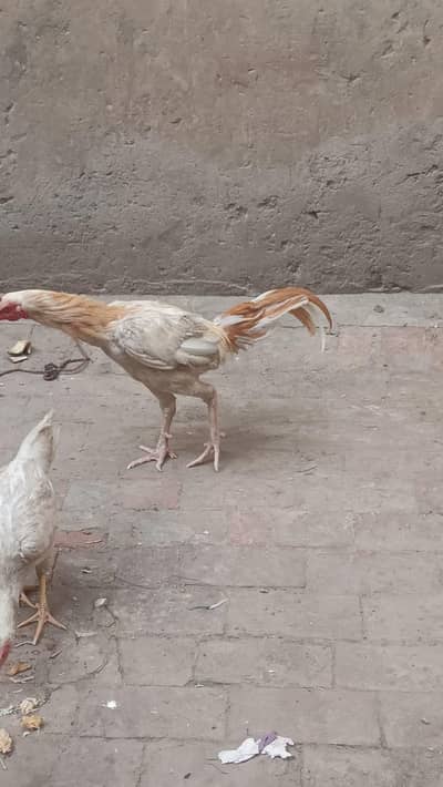 urgent sale heera murga croos ma ha pure white