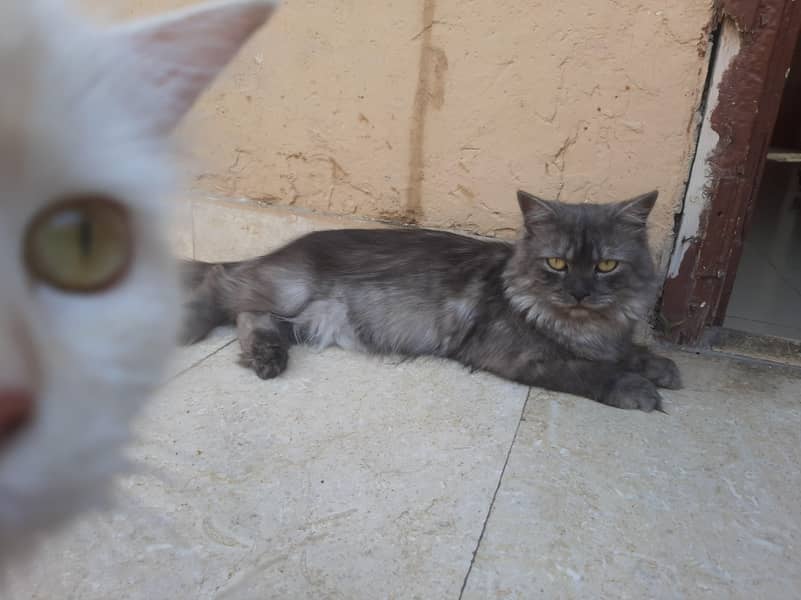 persian pair 4