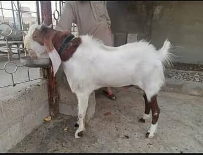 Bakra qurbani ke liye for sale only urgent for sale//O/323//2036//890/
