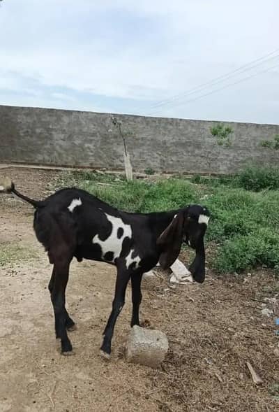qurbani ke liye janwar