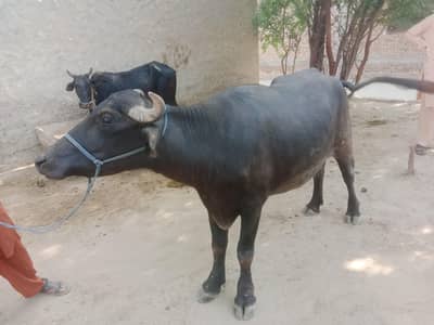 عمر پوری ہے قربانی کے لیئے