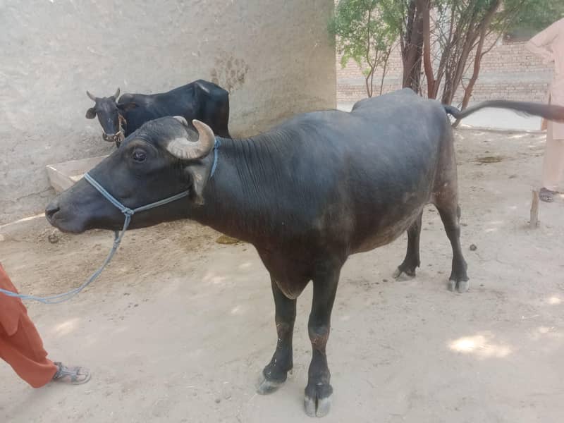 عمر پوری ہے قربانی کے لیئے 0