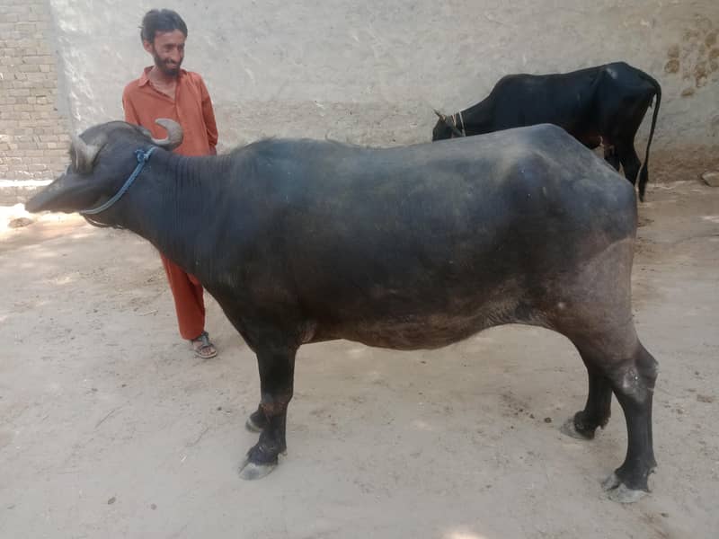 عمر پوری ہے قربانی کے لیئے 1