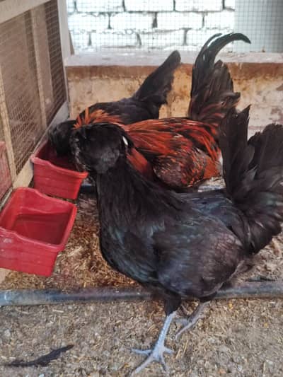 Eggs Laying Starting Breeder Trio