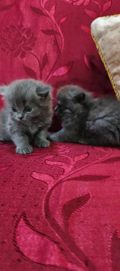 Persian kitten male and female