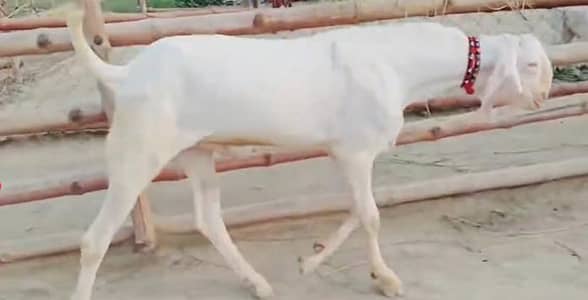 desi Bakra for sale contact number 03348310322