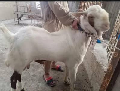 Bakra qurbani ke liye only argent sale //O323//2036///890////