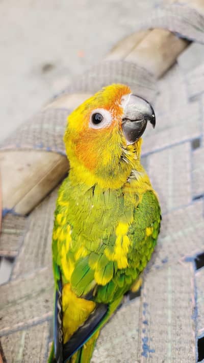 sunconure dominant yellow wings emotionally family attached