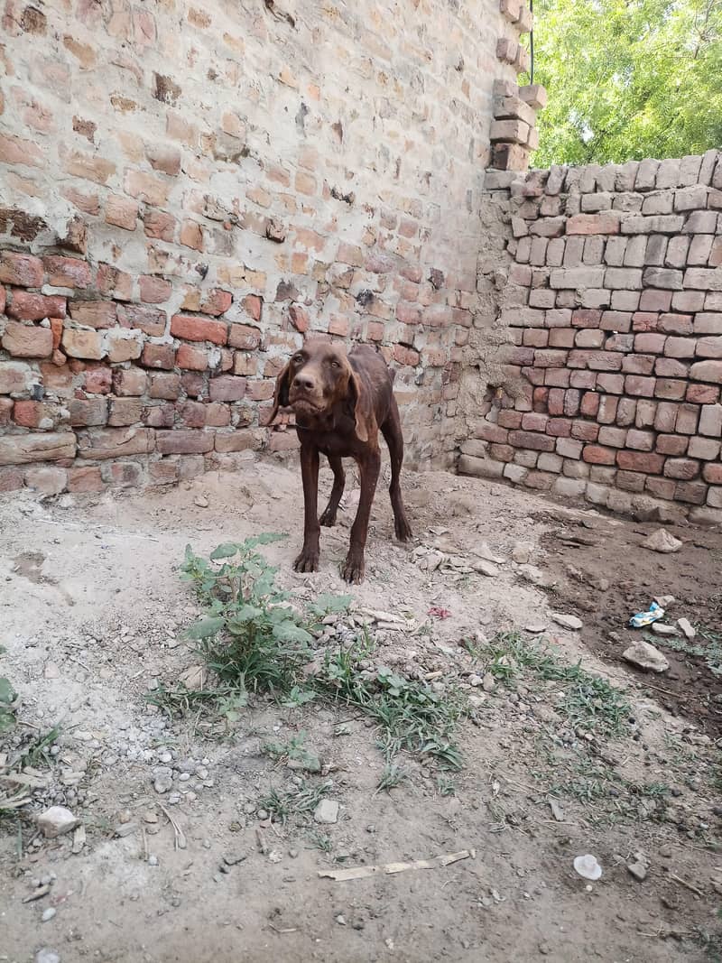 pointer female 0