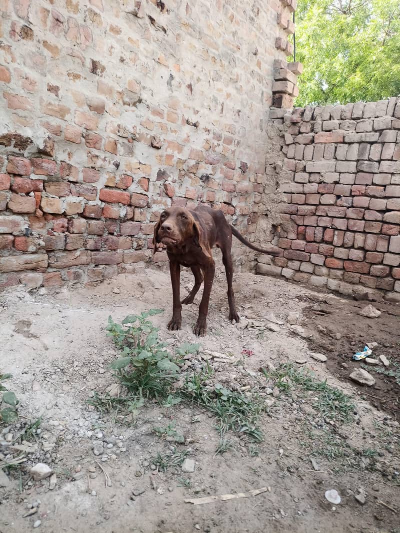 pointer female 1