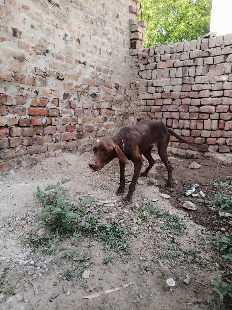 pointer female 2