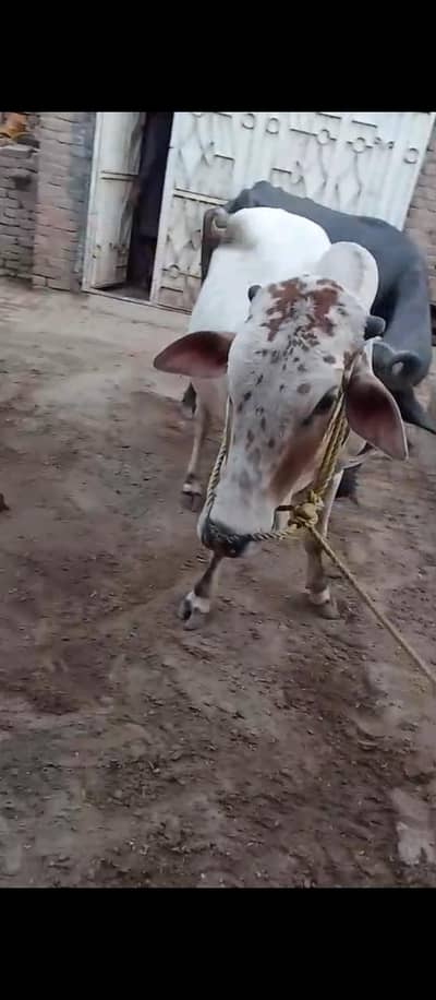 healthy bull qurbani k liay
