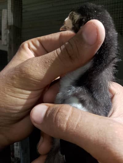 aseel chicks home breed best quality