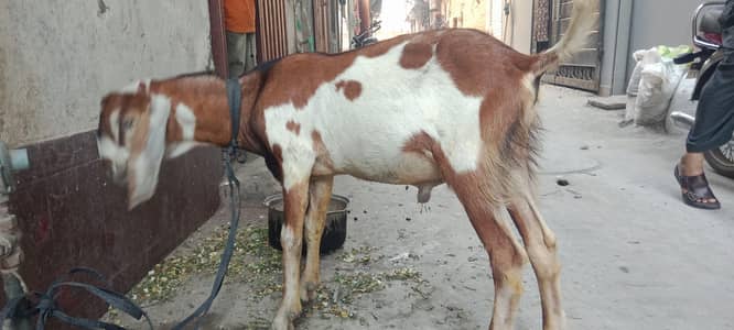 white brown got for sale
