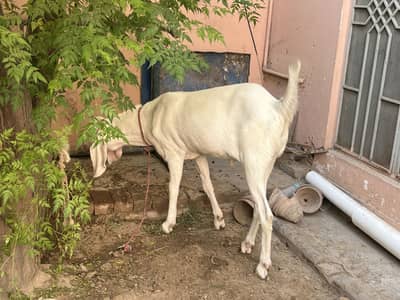 Gulabi bakra