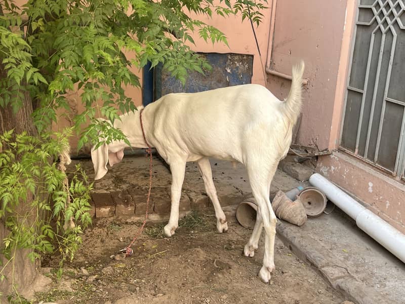 Gulabi bakra 0