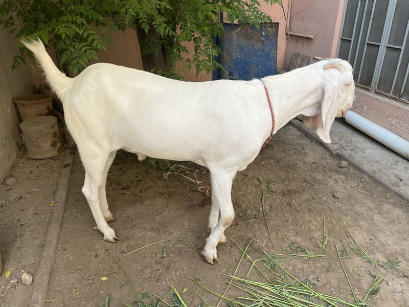 Gulabi bakra 1