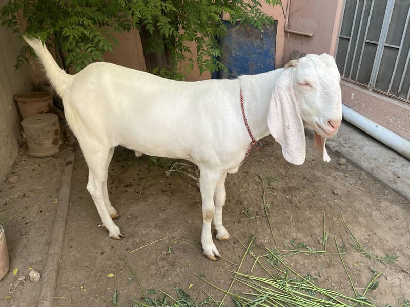 Gulabi bakra 2