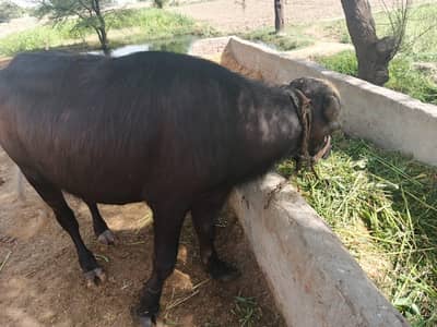 katta for sale