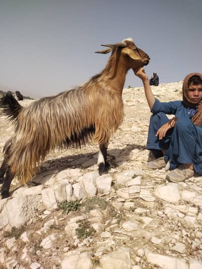 Khasi Pahari Lion  Goat