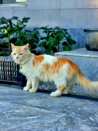 persian cat