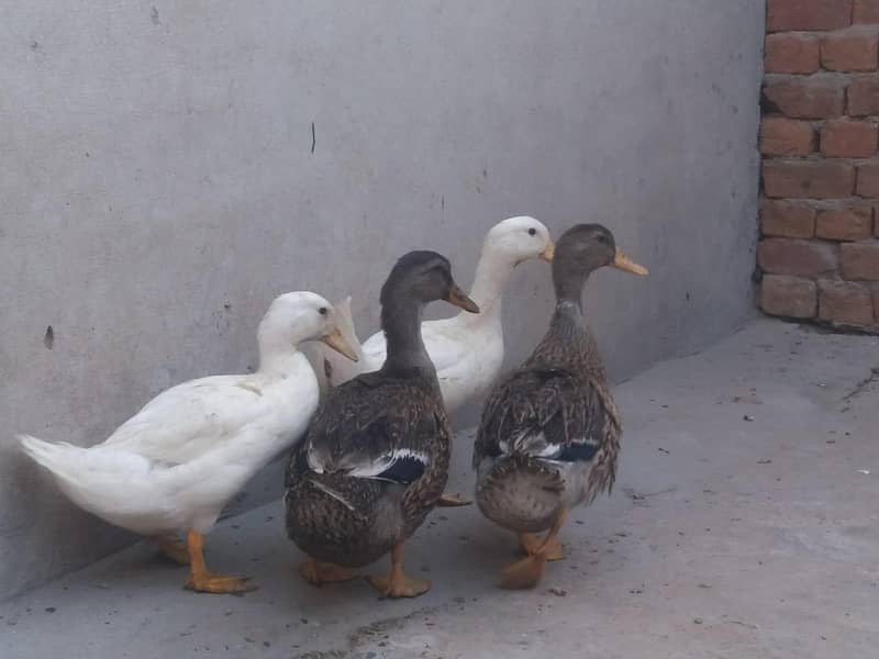 ducks 0