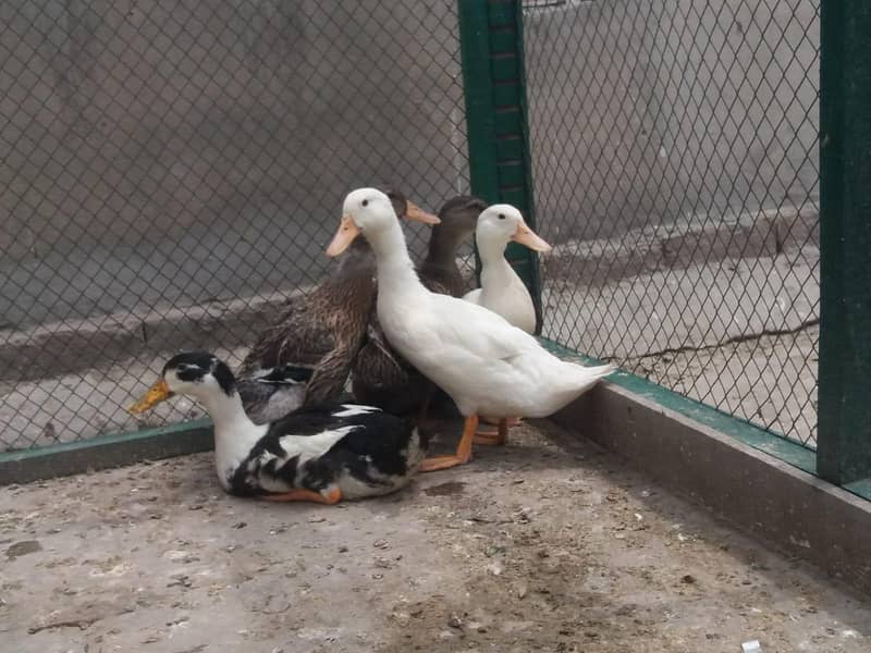 ducks 1