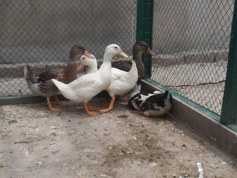 ducks 2