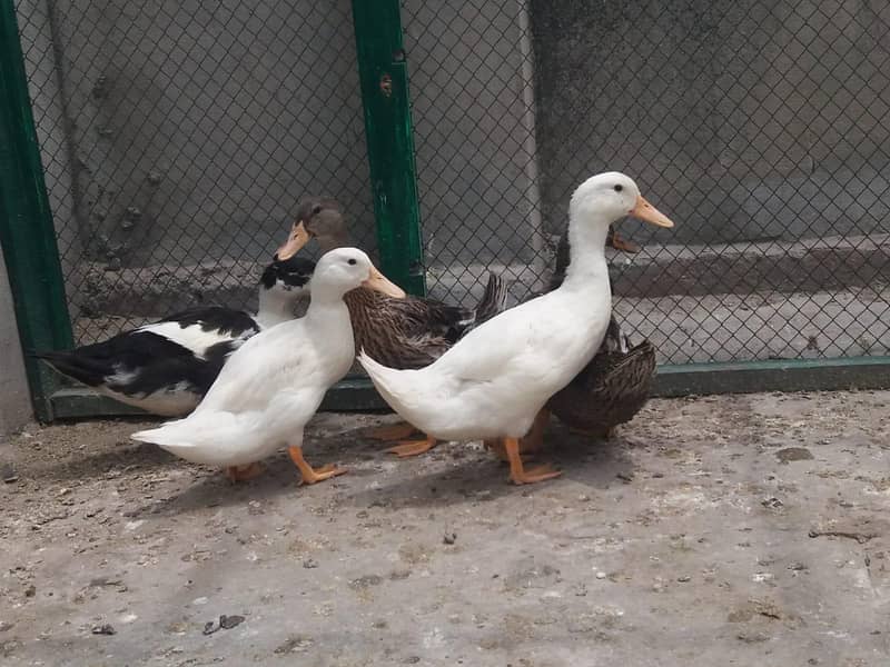 ducks 3