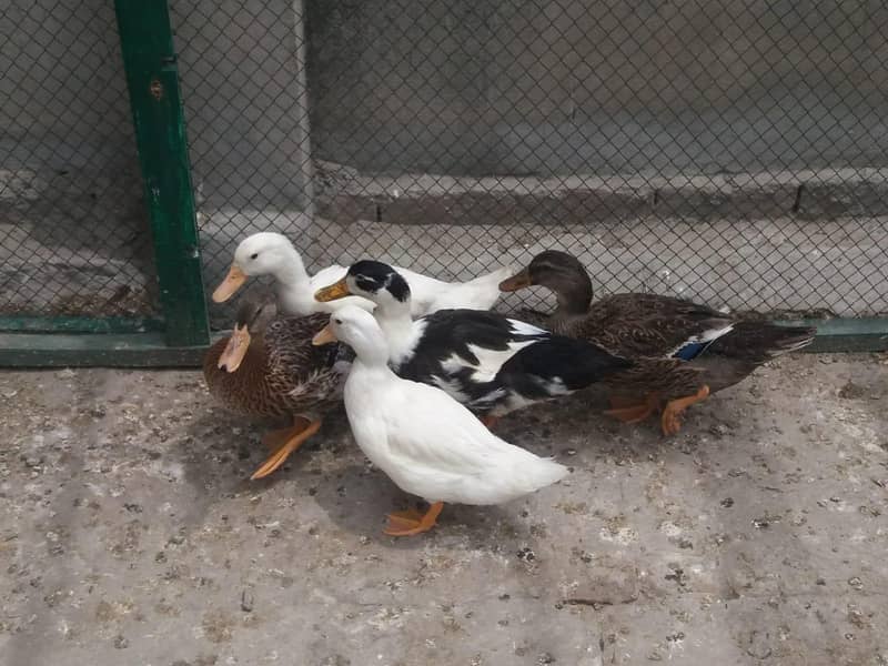 ducks 4